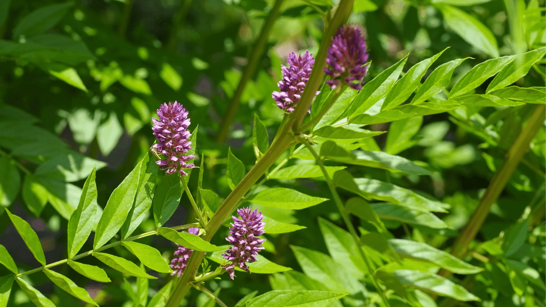 The Root of Liquorice, Marshmallow & Glycine