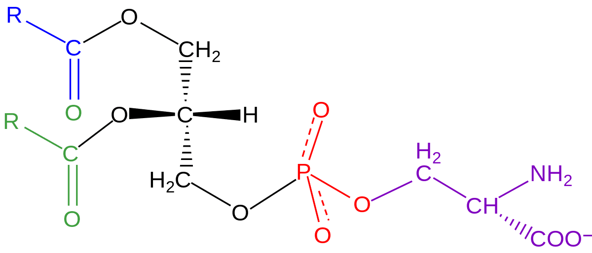 Understanding Phosphatidylserine
