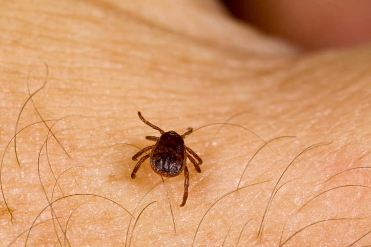 Tick-Borne Diseases: Symptoms, Testing & Treatment in London
